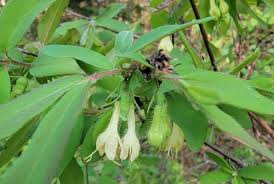 Attēlu rezultāti vaicājumam “Lonicera caerulea var. pallasii”