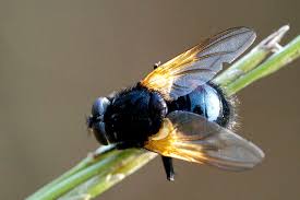 Attēlu rezultāti vaicājumam “Mesembrina meridiana”