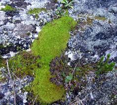 Attēlu rezultāti vaicājumam “Tortella tortuosa”