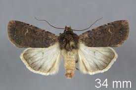 Attēlu rezultāti vaicājumam “Euxoa nigricans”