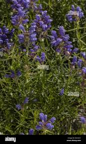 Attēlu rezultāti vaicājumam “Dracocephalum ruyschiana”