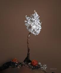 Attēlu rezultāti vaicājumam “Didymium xanthopus spores”