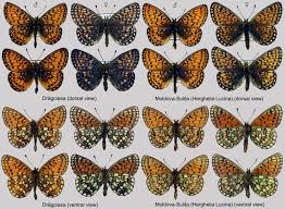 Attēlu rezultāti vaicājumam “Boloria eunomia underside”