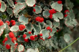 Attēlu rezultāti vaicājumam “Cladonia coccifera”