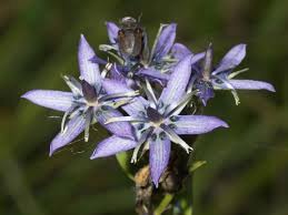 Attēlu rezultāti vaicājumam “Swertia perennis”