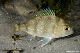 Image result for Pagrus auratus