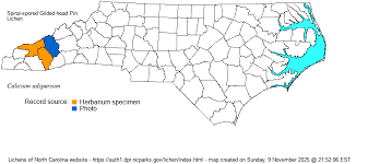 Attēlu rezultāti vaicājumam “Calicium adspersum”