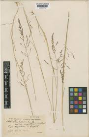 Attēlu rezultāti vaicājumam “Poa nemoralis leaf”