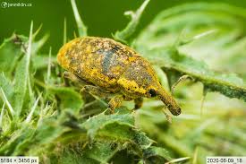 Attēlu rezultāti vaicājumam “Larinus sp.”