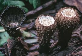 Attēlu rezultāti vaicājumam “Cyathus striatus”