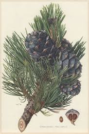 Image result for Pinus cembra