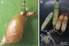 Attēlu rezultāti vaicājumam “Leucochloridium paradoxum larva”