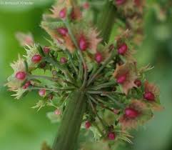 Attēlu rezultāti vaicājumam “Rumex obtusifolius flower”