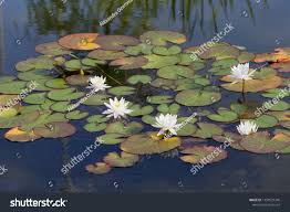 Attēlu rezultāti vaicājumam “Nymphaea candida leaf”