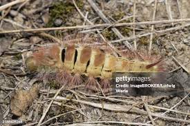 Attēlu rezultāti vaicājumam “Calliteara pudibunda larva”