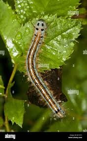 Attēlu rezultāti vaicājumam “Malacosoma neustria larva”