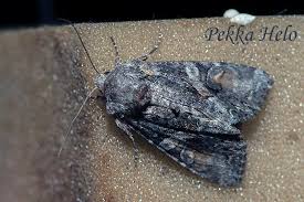 Attēlu rezultāti vaicājumam “Lacanobia contigua imago”