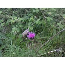 Attēlu rezultāti vaicājumam “Centaurea scabiosa fruit”