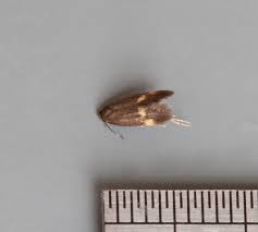 Attēlu rezultāti vaicājumam “Borkhausenia minutella”