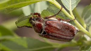 Attēlu rezultāti vaicājumam “Melolontha melolontha”