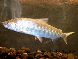 Image result for Coregonus oxyrinchus