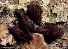 Attēlu rezultāti vaicājumam “Stemonitis splendens spores”