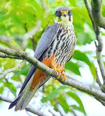 Attēlu rezultāti vaicājumam “Falco subbuteo”