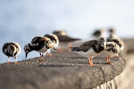 Attēlu rezultāti vaicājumam “Arenaria interpres”