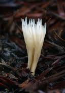 Attēlu rezultāti vaicājumam “Tremellodendropsis tuberosa”