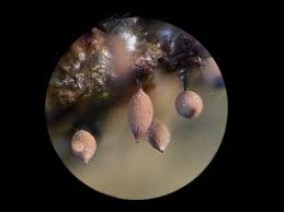 Attēlu rezultāti vaicājumam “Comatricha pulchella spores”