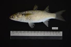 Image result for Crenimugil seheli