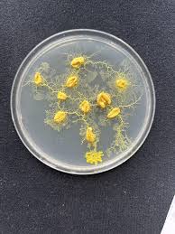 Attēlu rezultāti vaicājumam “Physarum auriscalpium”