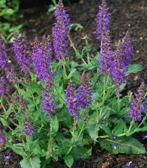 Image result for Salvia nemorosa