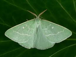 Attēlu rezultāti vaicājumam “Thetidia smaragdaria”