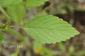 Attēlu rezultāti vaicājumam “Galeopsis tetrahit leaf”