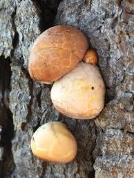 Attēlu rezultāti vaicājumam “Reticularia lycoperdon young”