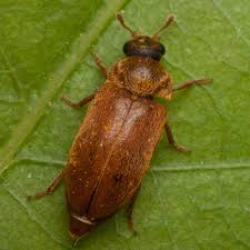 Attēlu rezultāti vaicājumam “Byturus ochraceus”