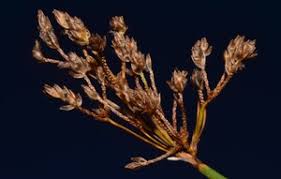 Attēlu rezultāti vaicājumam “Schoenoplectus lacustris subsp. glaucus fruit”