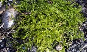 Attēlu rezultāti vaicājumam “Pseudocalliergon turgescens”