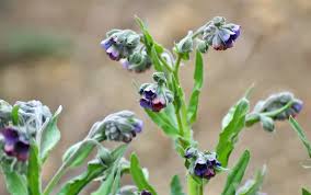 Attēlu rezultāti vaicājumam “Cynoglossum officinale flower”