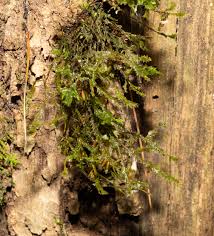 Attēlu rezultāti vaicājumam “Neckera pennata sporophyte”