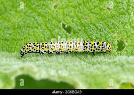 Attēlu rezultāti vaicājumam “Cucullia verbasci larva”