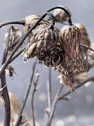 Attēlu rezultāti vaicājumam “Araneus diadematus eggs”