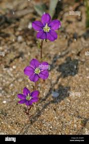 Image result for Legousia speculum-veneris