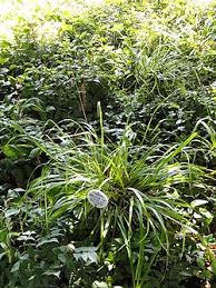 Attēlu rezultāti vaicājumam “Festuca altissima leaf”