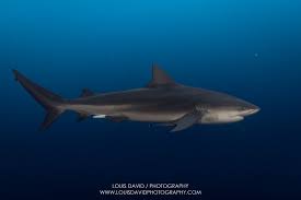 Image result for Carcharhinus leucas