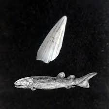 Attēlu rezultāti vaicājumam “Laccognathus panderi”