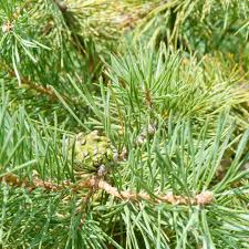 Attēlu rezultāti vaicājumam “Pinus sylvestris leaf”