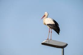 Attēlu rezultāti vaicājumam “Ciconia ciconia adult”