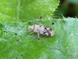 Attēlu rezultāti vaicājumam “Phytocoris longipennis”